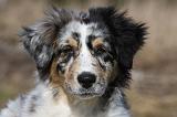 BERGER AUSTRALIEN PUPPIES 420